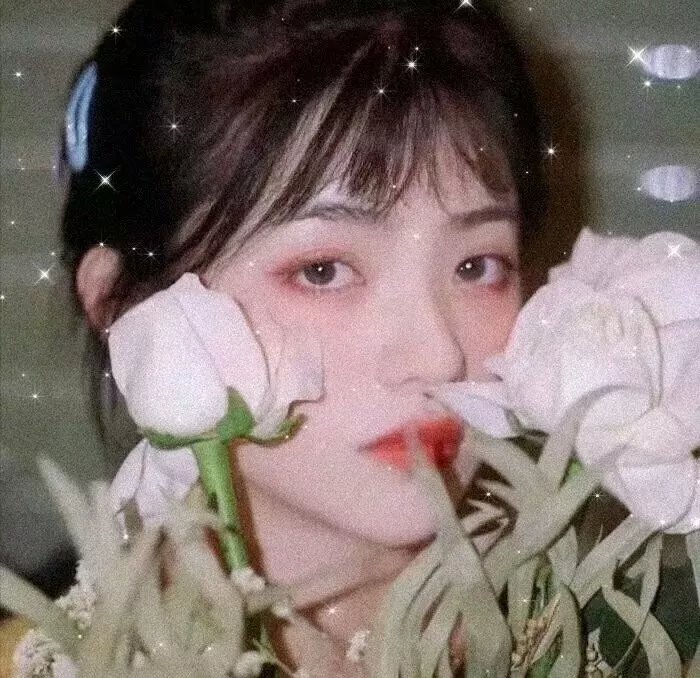 百日蔷薇